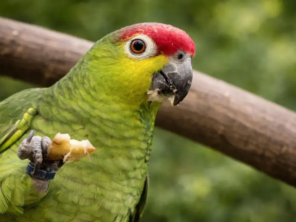 Amazone lilacine / photographe © Julie Lefebvre