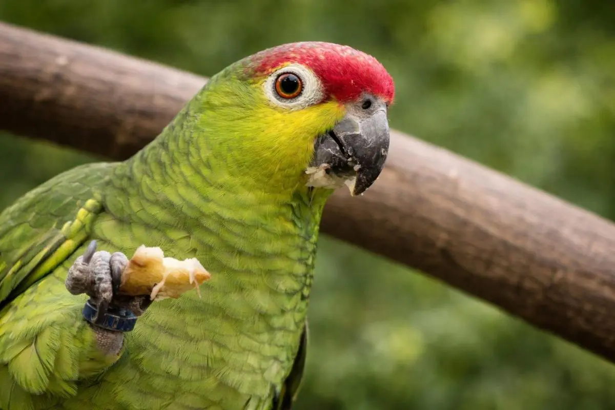 Amazone lilacine / photographe © Julie Lefebvre