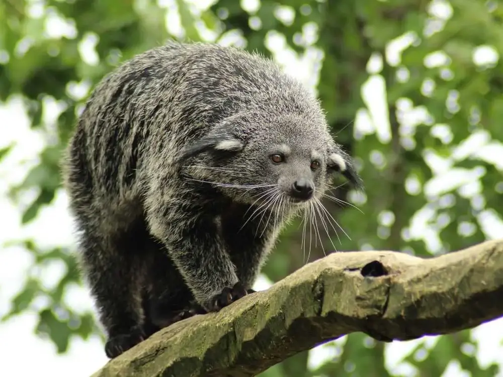 Binturong / photographe © Julie Lefebvre