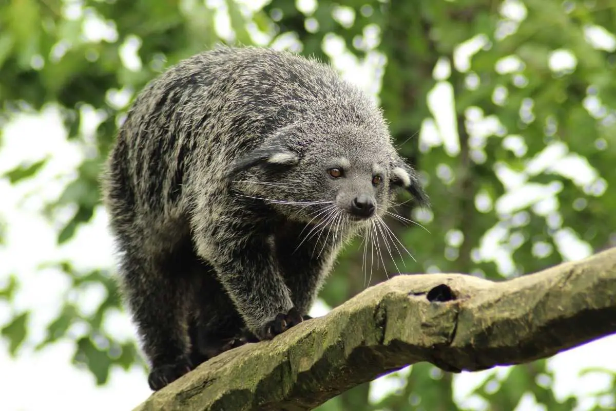 Binturong / photographe © Julie Lefebvre