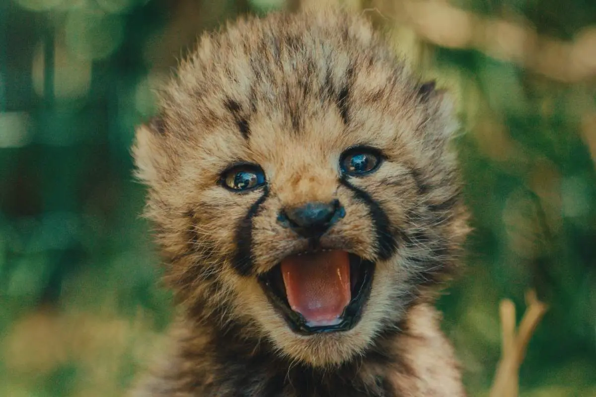 Naissance de trois guépards au Zoo de La Boissière du Doré / Photographe © Zoo de La Boissière du Doré