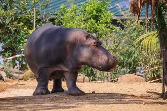 Masai, hippopotame emblématique du Zoo de La Flèche / Photographe © Zoo de La Flèche