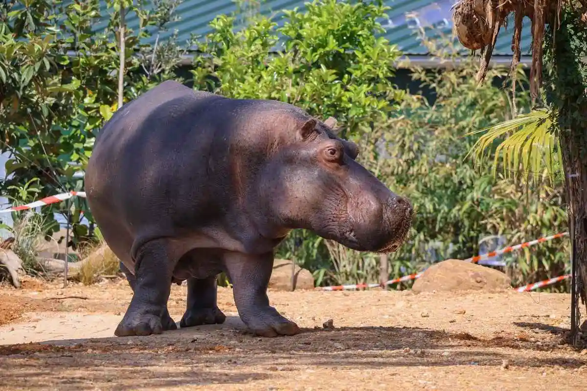 Masai, hippopotame emblématique du Zoo de La Flèche / Photographe © Zoo de La Flèche